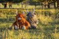 Load image into Gallery viewer, Henry the Highland Cow