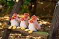 Load image into Gallery viewer, Bubba Rooster Rattle - Mimi et Lion
