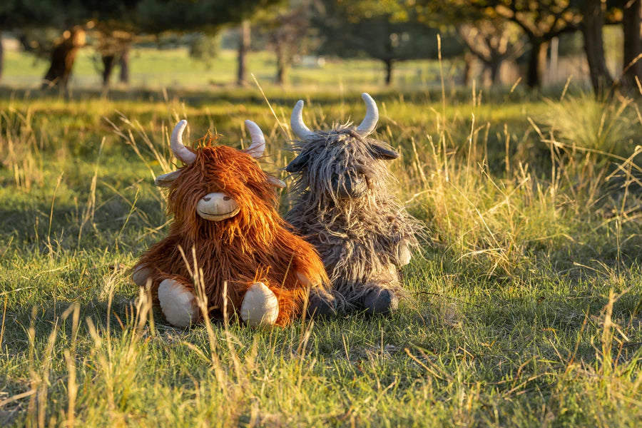 Henry the Highland Cow